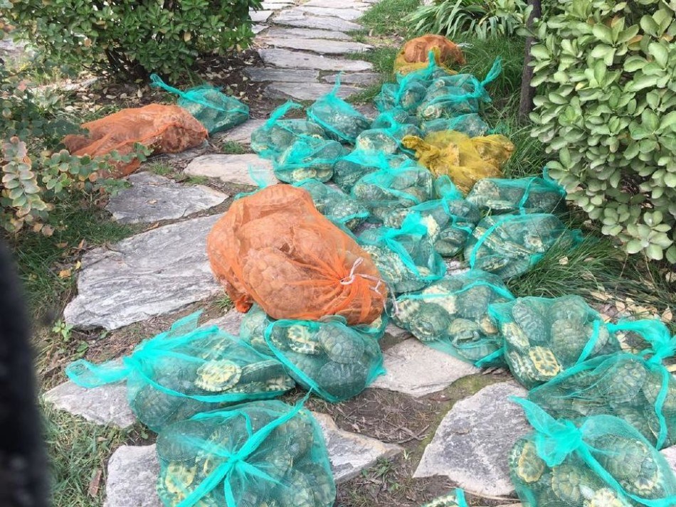 巴西龟的正确放生方法,巴西龟放生违法案例