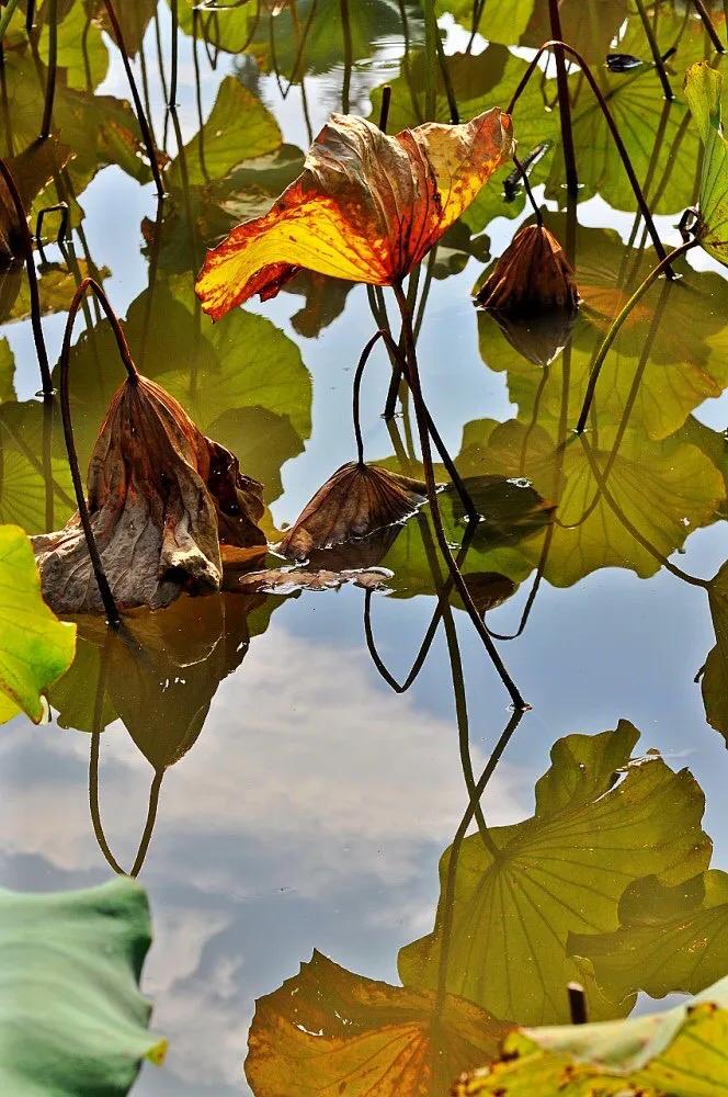 荷花的美惊艳了岁月,荷花温柔的绽放