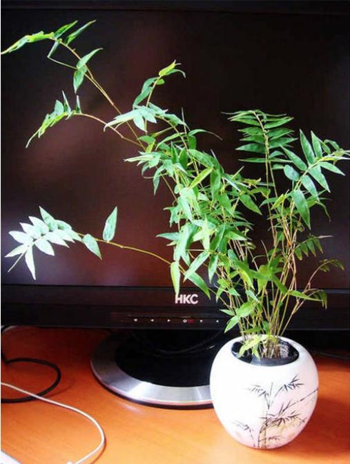 没有院子养不活的植物,既能放盆里又好养的竹子