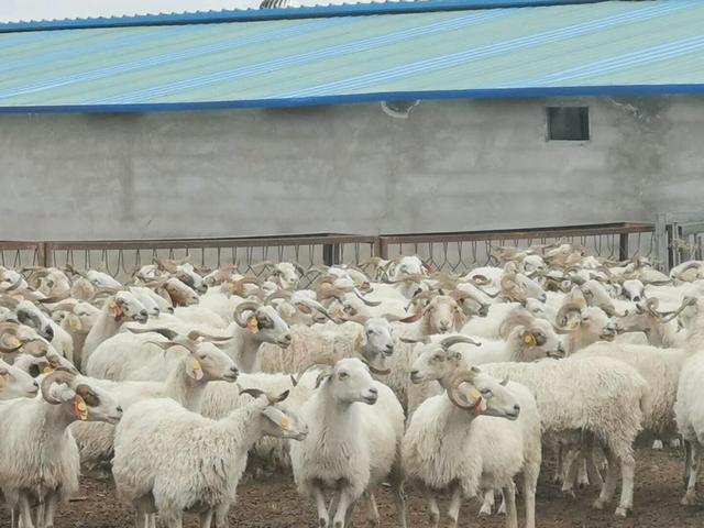 羔羊消化不良积食怎么解决,羔羊中毒性消化不良怎么治