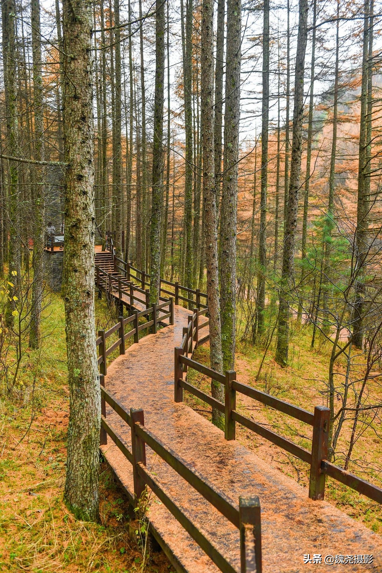 留坝秦岭之夜,留坝秦岭森林公园