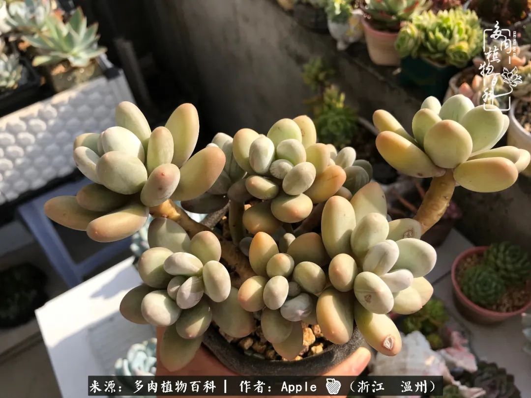 多肉成长记观察记录怎么写,多肉成长记录观察展板