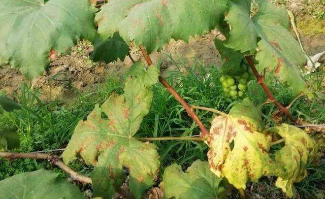 葡萄褐色斑点是什么病,葡萄叶片有褐斑怎么治
