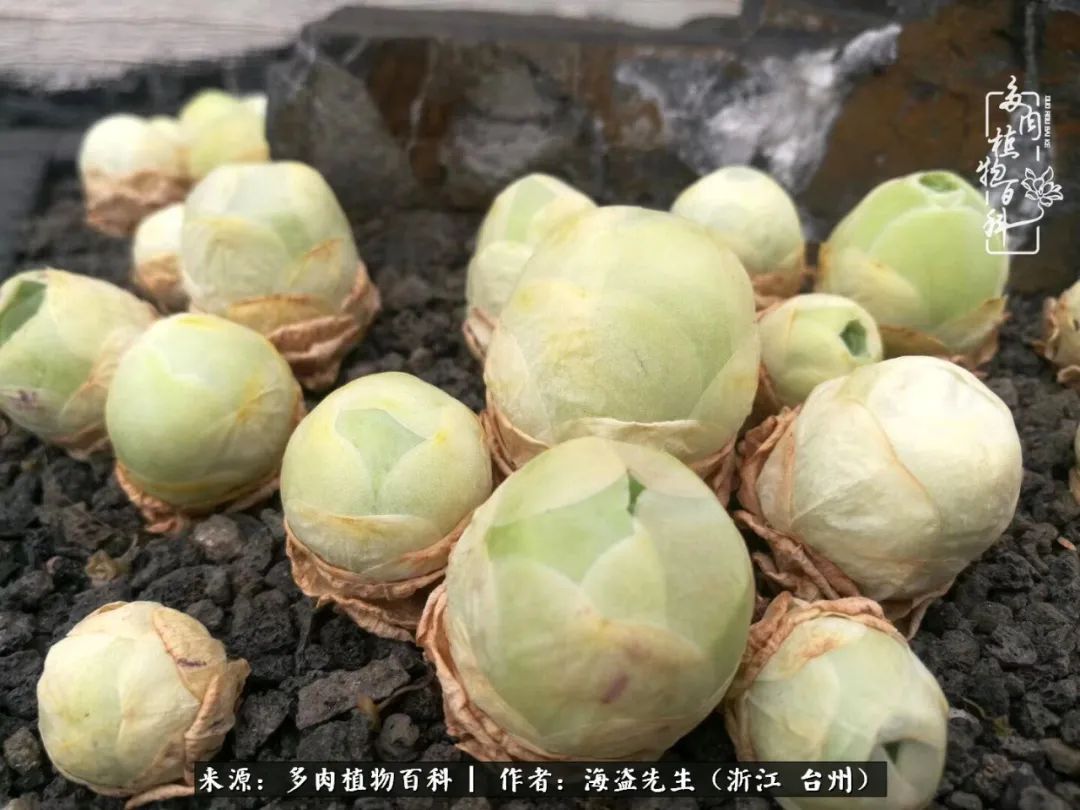 山地玫瑰养护顺口溜,山地玫瑰的养护种植注意事项视频