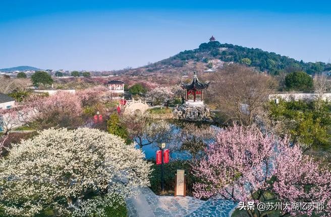 苏州梅花节赏梅视频,苏州西山梅花节2024年最佳时间