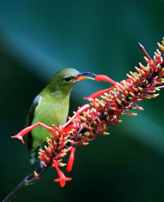 太阳鸟品质,太阳神鸟绝美