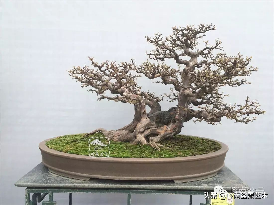 精品雀梅盆景名称,值得收藏的盆景作品欣赏