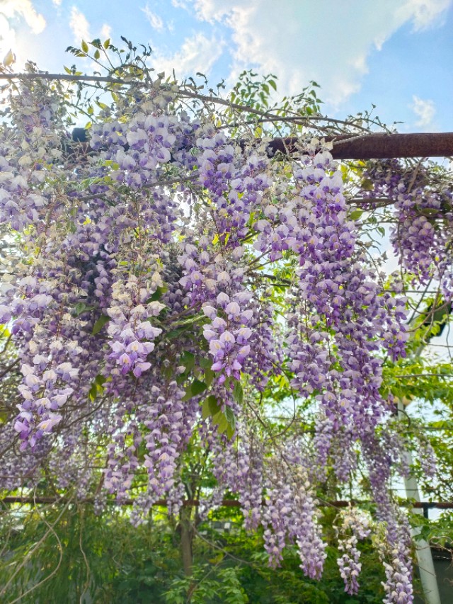 济南南部山区租个房子跟谁租,济南南部山区租一个别墅有吗