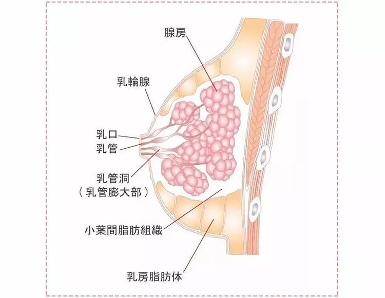 胸部按摩对乳房有帮助吗,乳房是不是要定期按摩