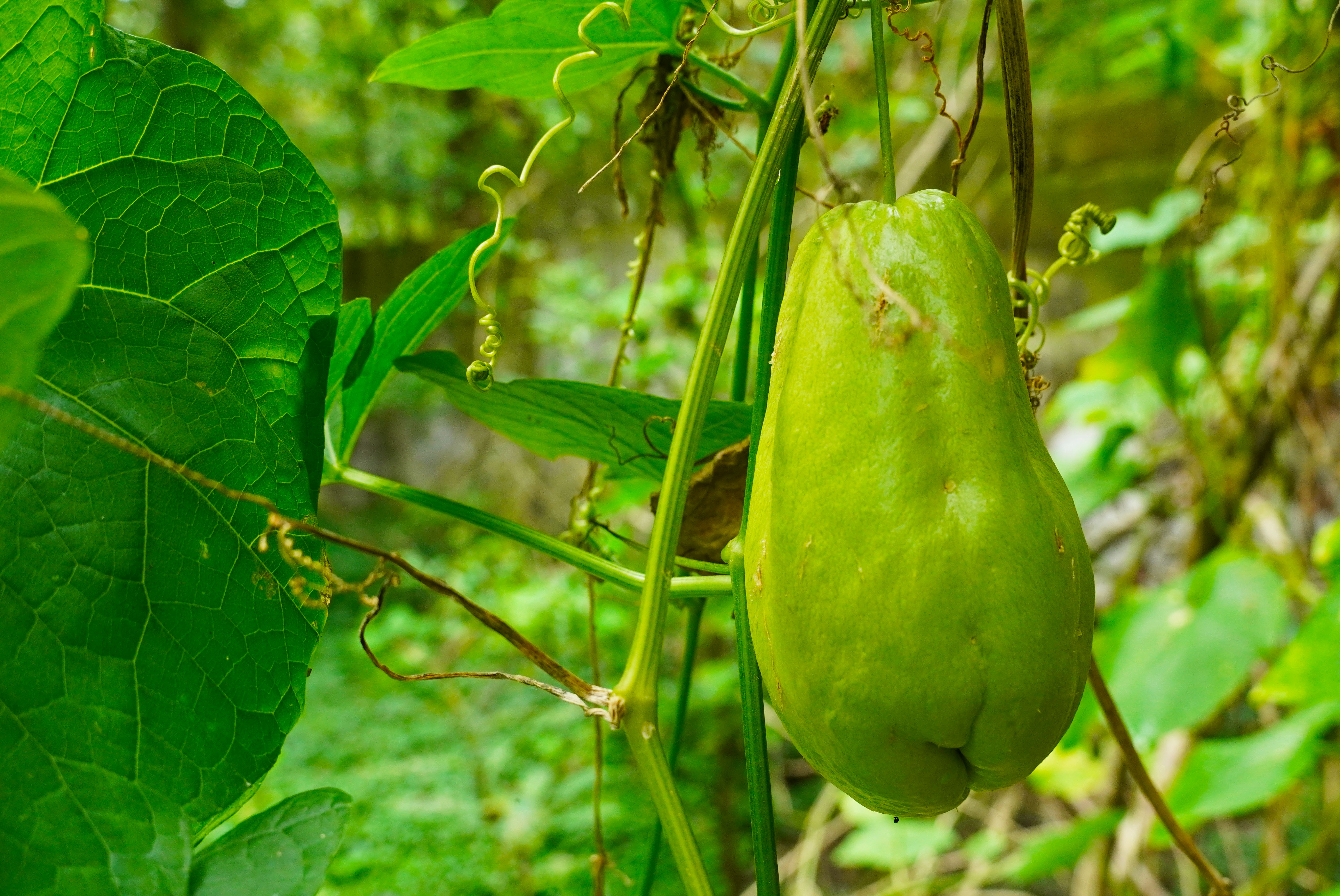 乡里南瓜子土特产,农家土特产南瓜子