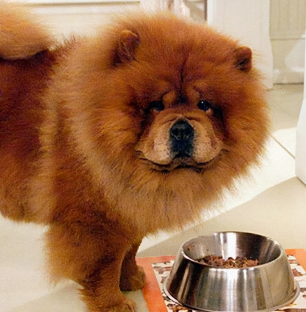 为什么松狮狗这么肥,为什么有人喜欢松狮