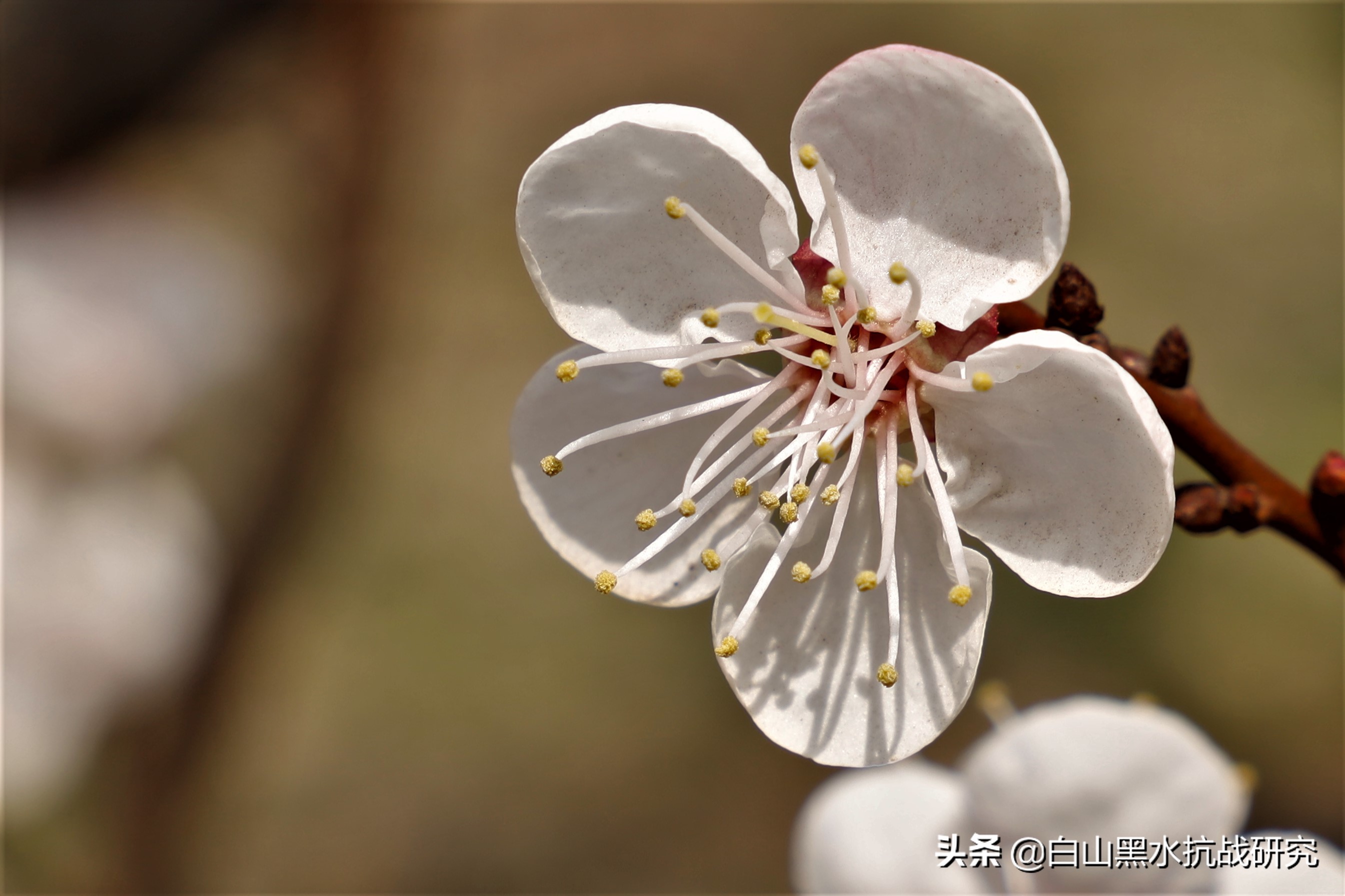 为什么我买的佳能r8只有4k50帧,佳能eosrp全画幅微单