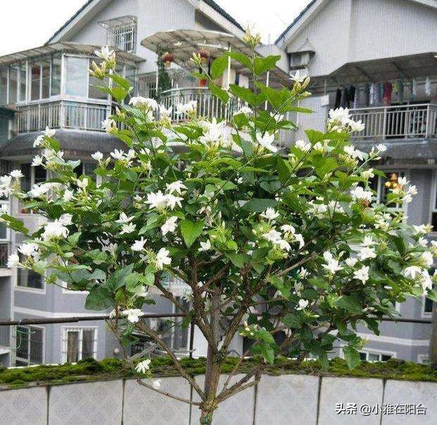 茉莉对肥水的要求,给茉莉上肥多久一次