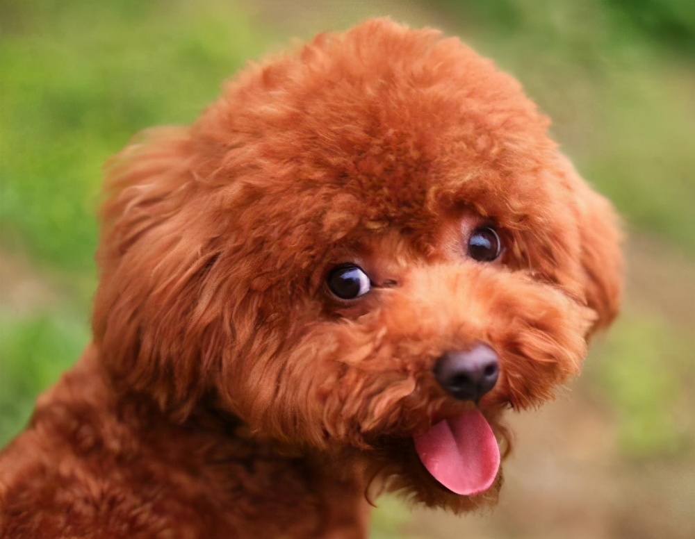 泰迪警惕性太高胆子小怎么办,泰迪有什么坏心思视频