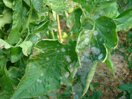 西红柿有白粉病能吃吗,西红柿白绢病的危害