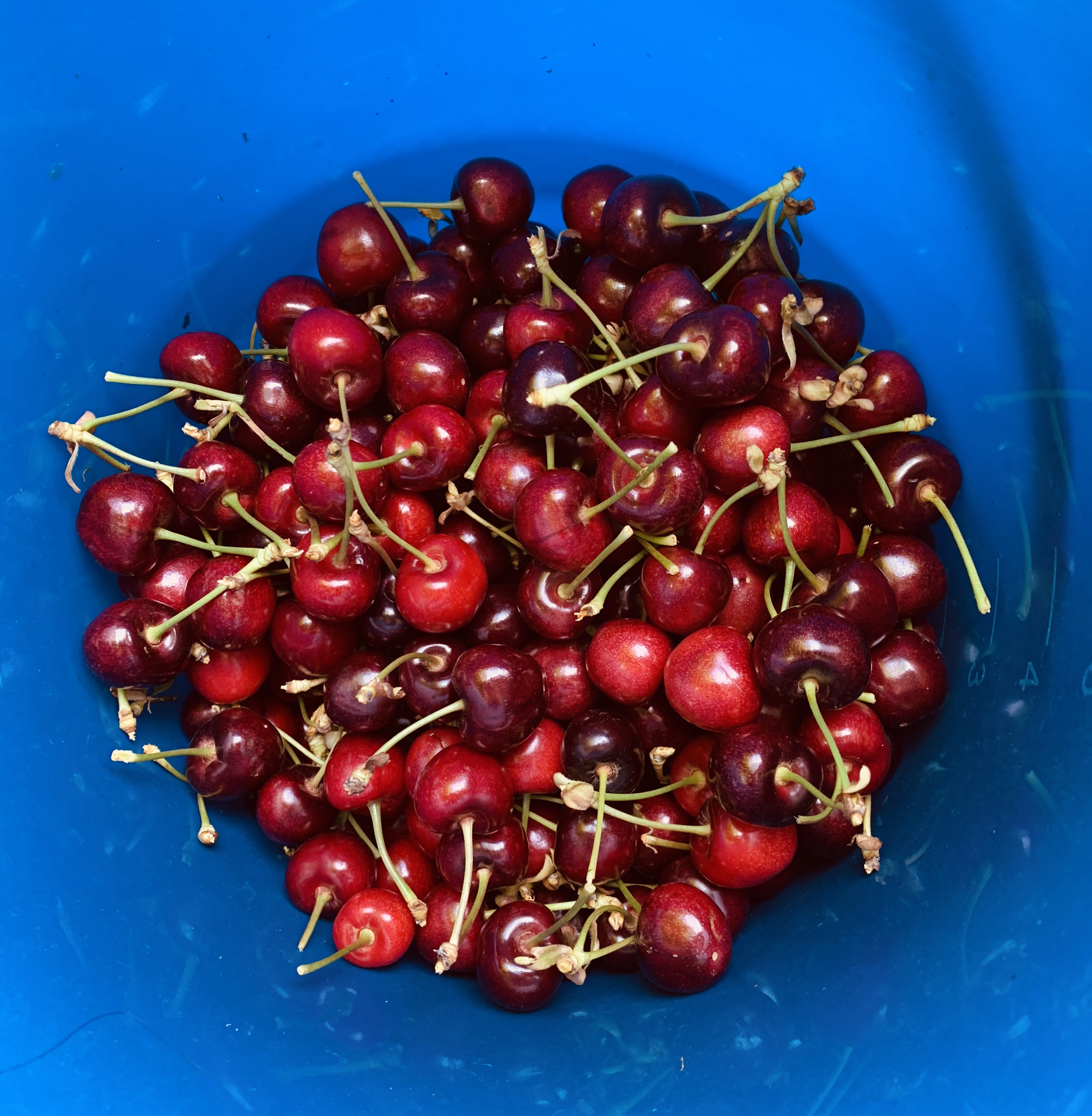 澳洲樱桃采摘,在澳洲采樱桃视频