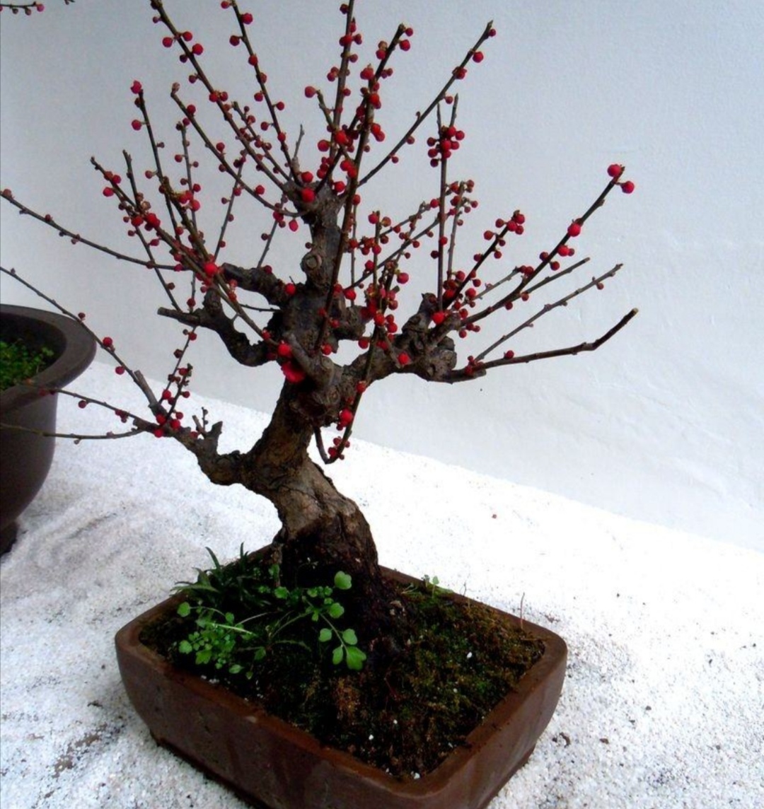 梅花开花少、不开花，应注重5个细节，春节前后就能开花满枝