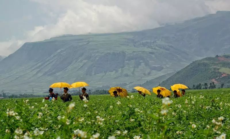 大凉山特产苦荞香茶,大凉山高山黑苦荞茶