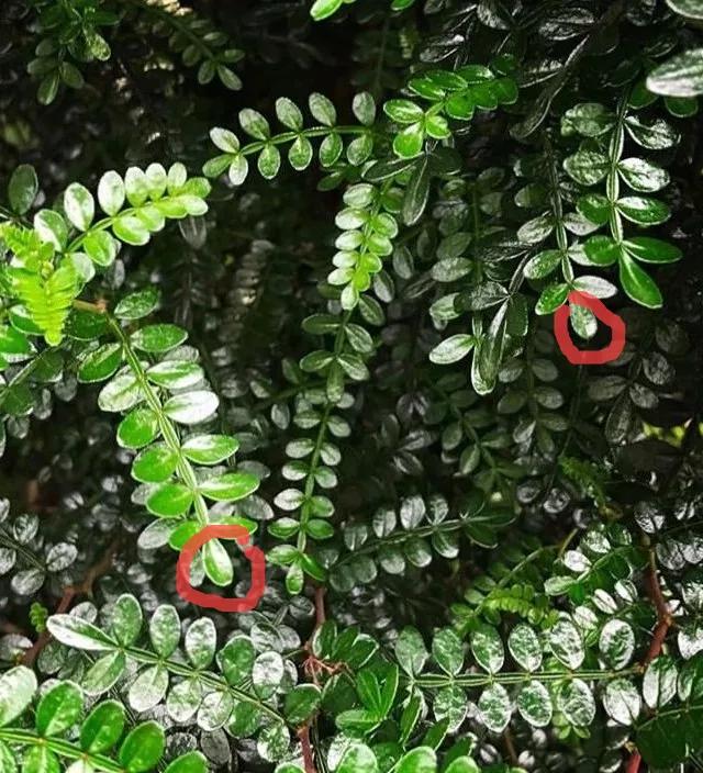 教你如何避开假货买到真品,一张图告诉你怎样分辨假货