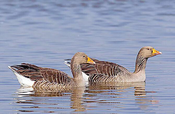 大雁属于杂食性的水禽,大雁最大品种