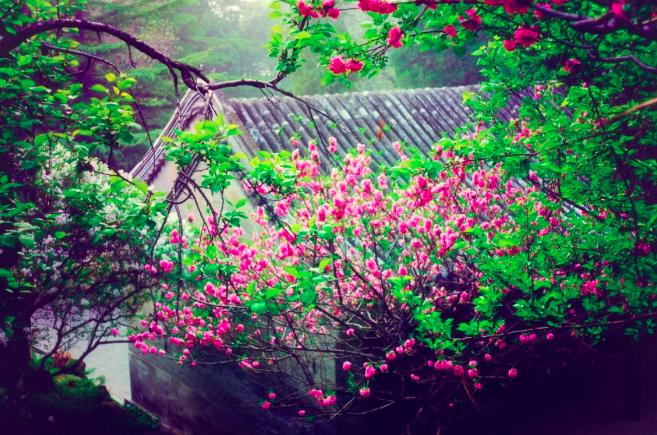 叶绍翁50首诗,叶绍翁10首经典诗词