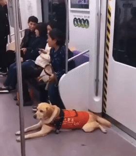 导盲犬被踩了也不敢出声怎么办,导盲犬在地铁压到脚原视频