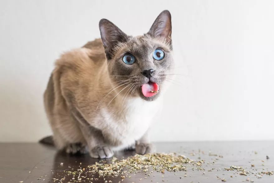 猫薄荷祸害黑猫,猫薄荷谣言