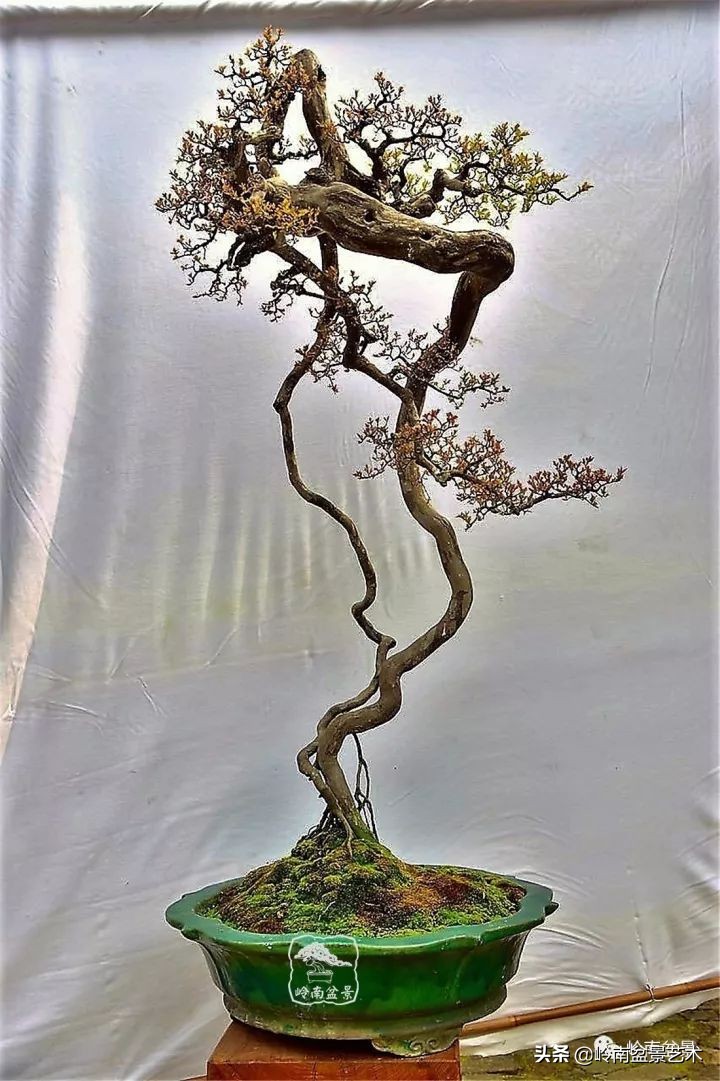 以根代杆下细上粗式盆景图片,各种老根盆景