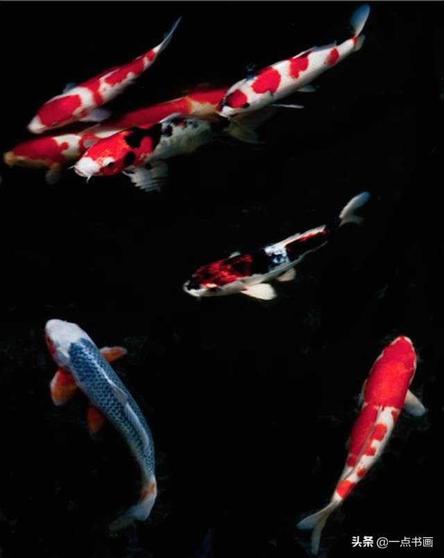 池中之仙，惊艳若此——锦鲤