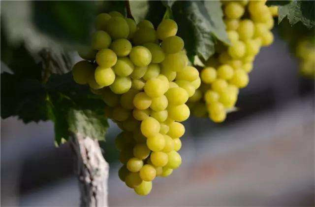 贵妃玫瑰葡萄介绍,贵妃玫瑰葡萄管理技术