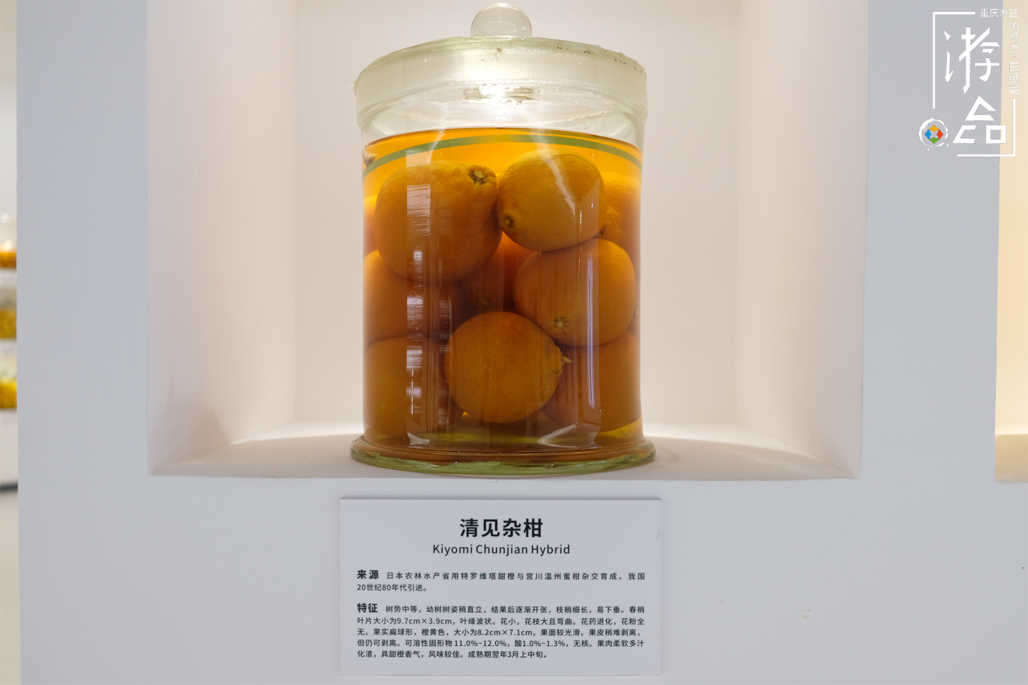 柑橘一共有多少种？很难数清，但三峡橘乡重庆忠县能告诉你答案