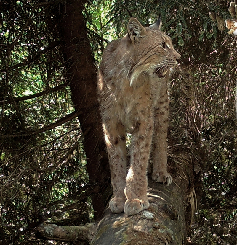 伊比利亚猞猁vs欧亚猞猁,伊比利亚猞猁为什么会濒危