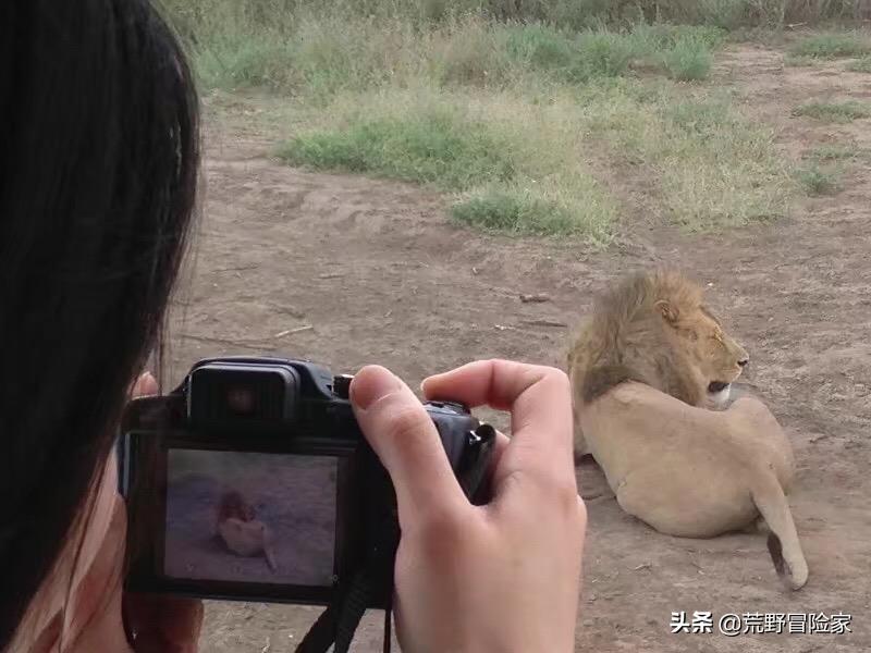 为什么非洲大草原看狮子用敞篷车，而国内虎园看虎却用封闭铁笼车