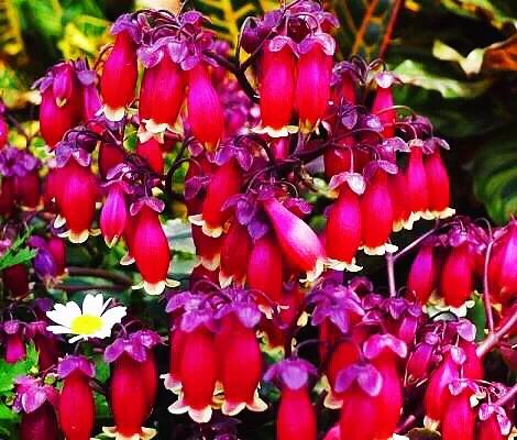 宫灯长寿花重瓣,小宫灯长寿花精品