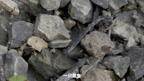 华为手机显微镜放大1000倍清晰,怎样才能把手机变成显微镜模式