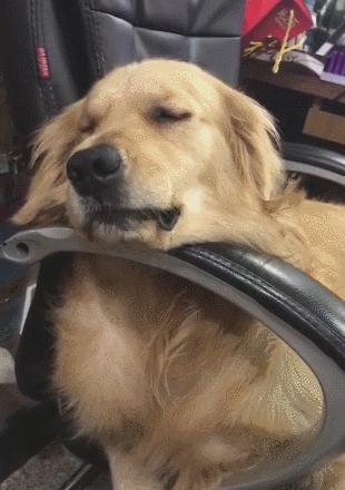 狗狗做梦时的表现你见过几种,狗狗做梦是啥样的