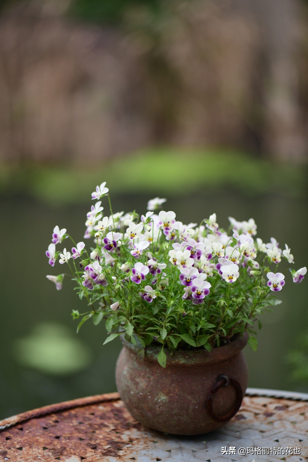 徒长花草怎样处理,徒长的树木怎么处理