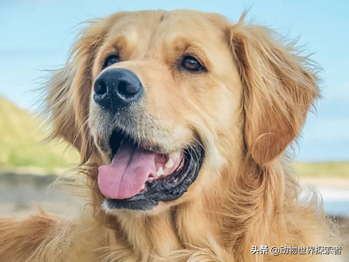 适合家庭的十大犬种,家庭宠物犬的推荐犬种