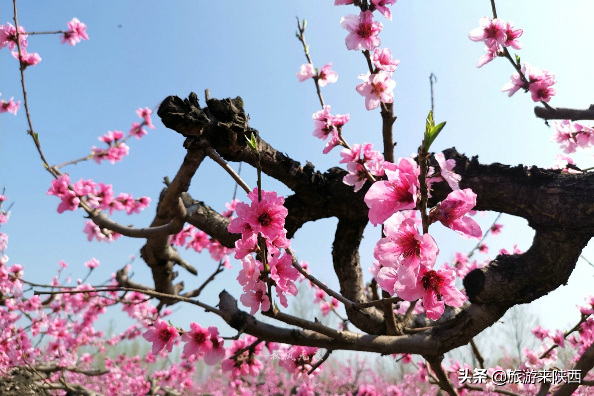 长安区王莽千亩桃园,西安王莽万亩桃花源