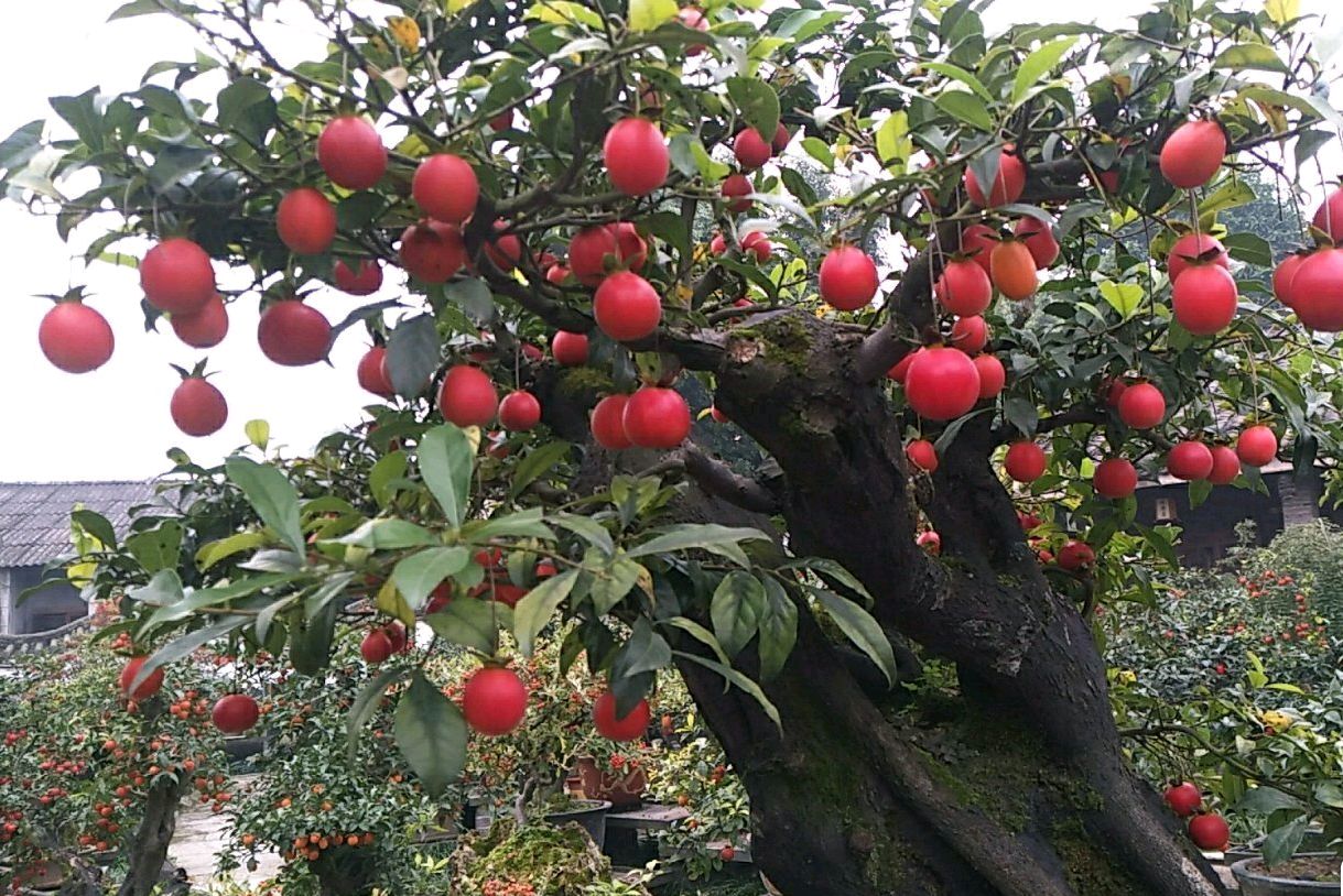 盆景金弹子活桩如何逼芽,盆景原生母桩小叶金弹子