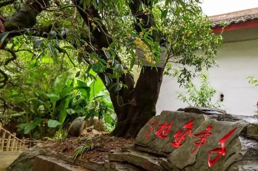 大美中国甘肃康县,央视大美中国甘肃康县