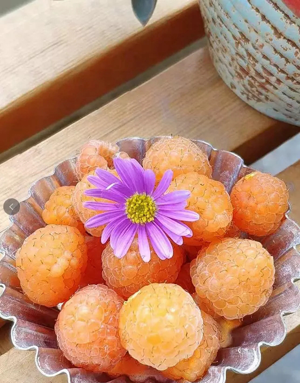 双季树莓和四季树莓,北方双季树莓