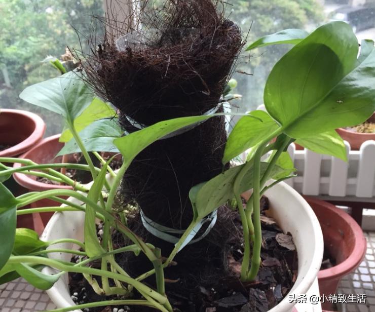 用矿泉水瓶子种绿萝,大矿泉水瓶养绿萝造型