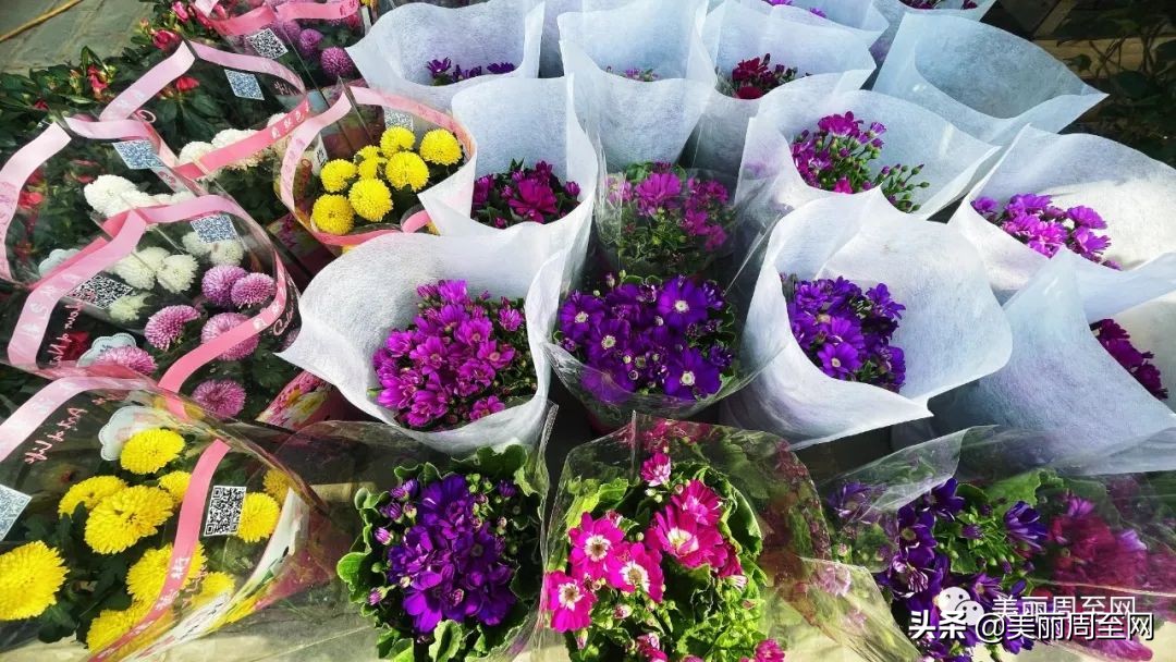 春节临近，周至这条街的花市升温！你知道哪些花最受欢迎吗？