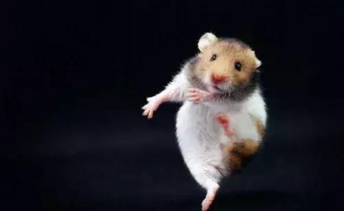 仓鼠疾病症状和各类疾病介绍,仓鼠科普常见的疾病及其治疗方法