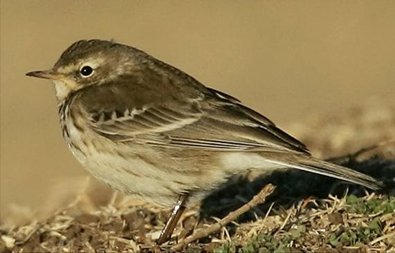 广东常见鸟类图谱和名称图文,东江揽胜鸟类