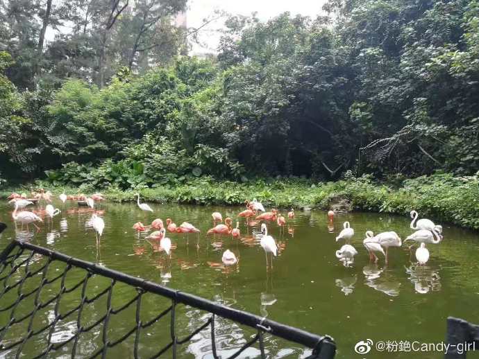 20块钱穷鬼的广州动物园之旅,第二次带你去广州动物园玩