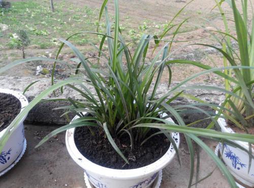 家庭养花黄叶施钾肥,家里养花盆底下垫什么好