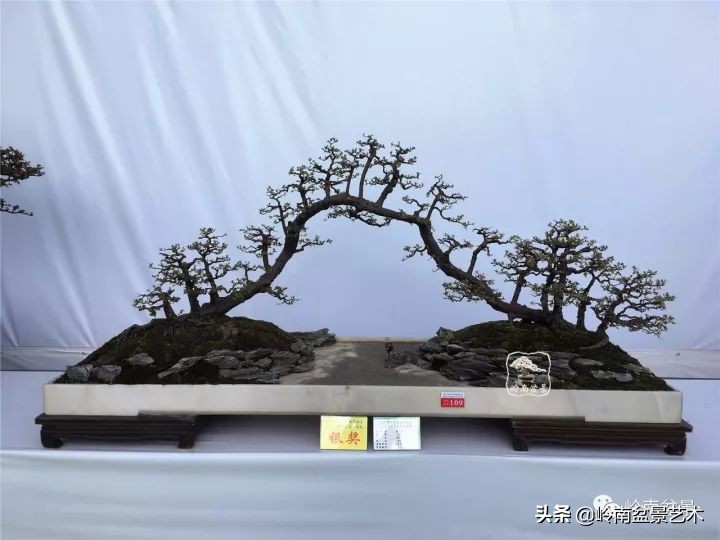 榆树盆景何时修剪最好,盆景怎样修剪最好看