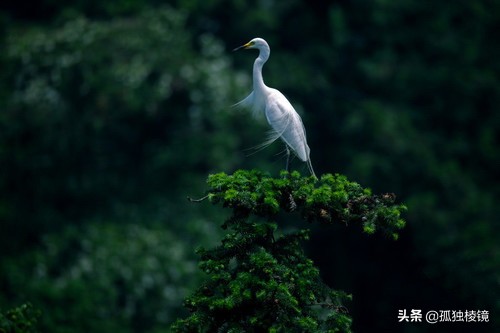 拍鸟的100个技巧,拍鸟的十大技术